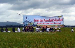 Diprediksi Harga Gabah dari Petani Terus Turun